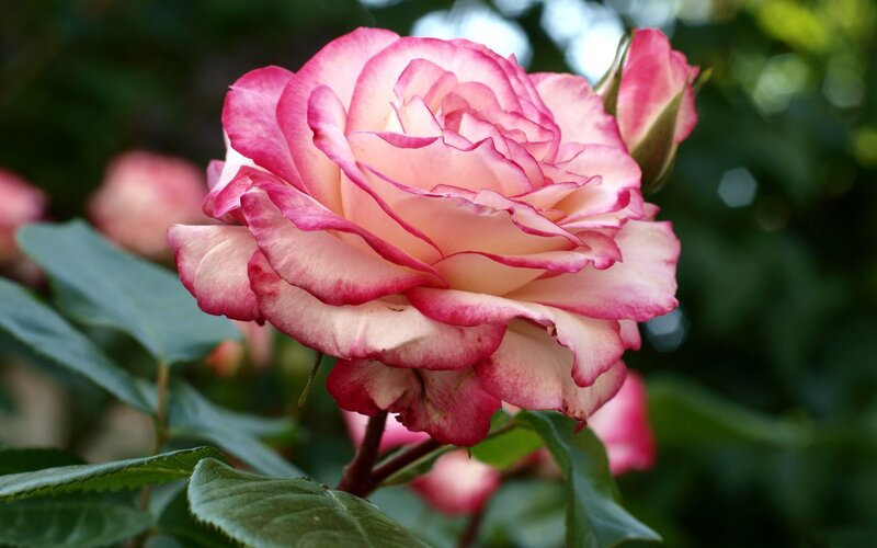 Pink and White Rose — Serene, Afternoon, Photograph, Bloom, Bud