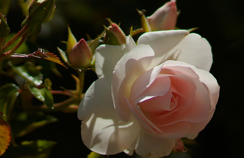 Pink and White Rose — Serene, Afternoon, Photograph, Buds, Leaves