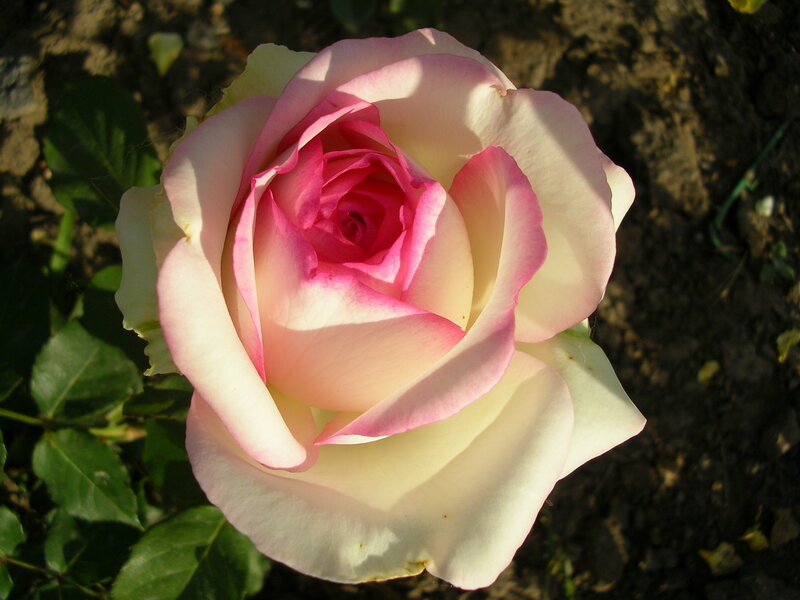 Pink and White Rose — Serene, Afternoon, Photograph, Flower
