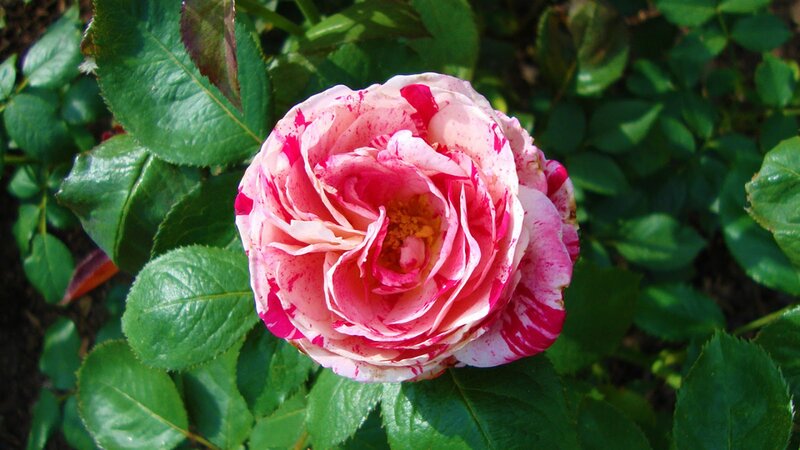 Pink and White Rose — Serene, Afternoon, Photograph, Green Leaves, Flower