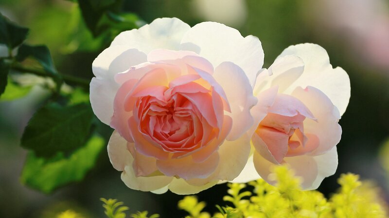 Pink and White Rose — Serene, Afternoon, Photograph, Green Leaves, Yellow Flowers