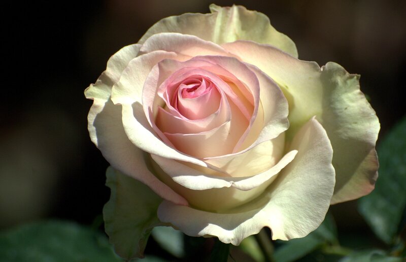 Pink and White Rose — Serene, Afternoon, Photograph, Petals