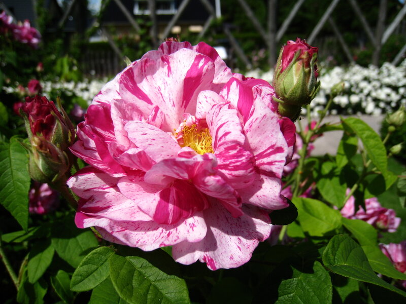 Pink and White Rose — Serene, Afternoon, Photograph, Rose Bud