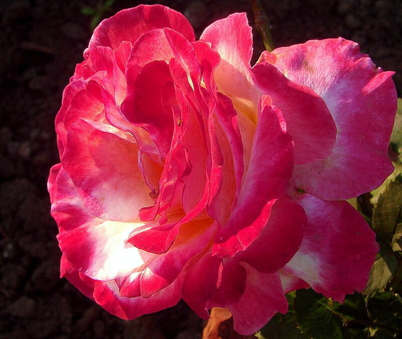 Pink and White Rose — Serene, Afternoon