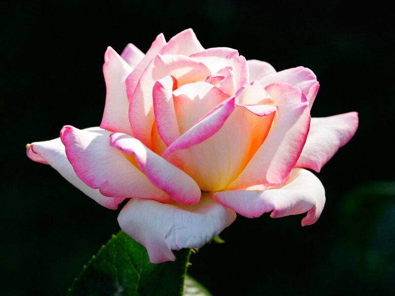 Pink and White Rose — Serene, Daytime
