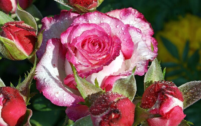 Pink and White Rose — Serene, Morning, Photograph, Buds, Leaves