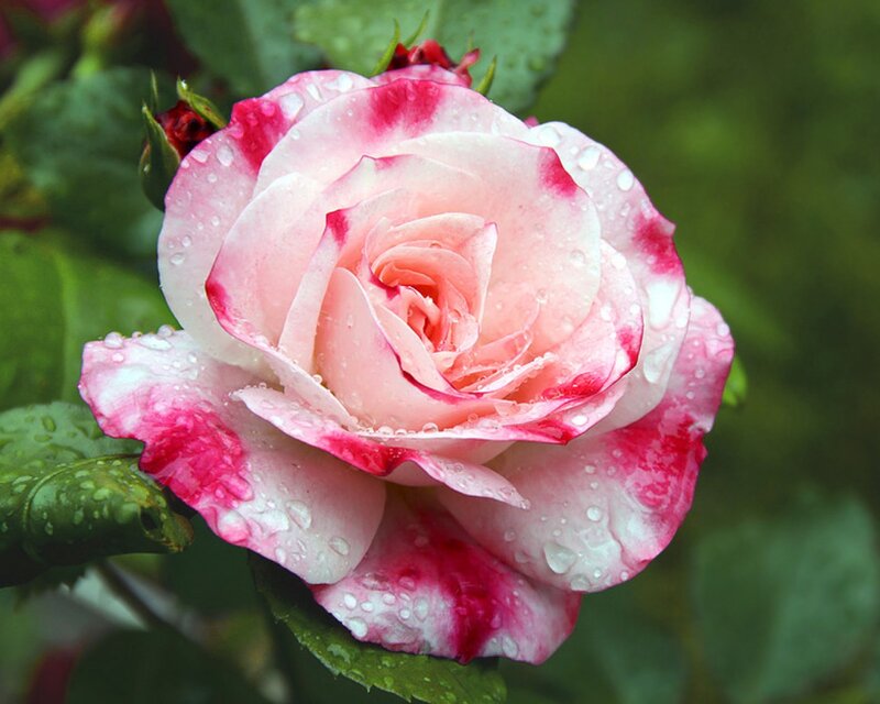 Pink and White Rose — Serene, Morning, Photograph, Water Droplets