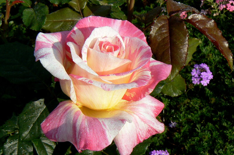 Pink and White Rose — Serene, Morning