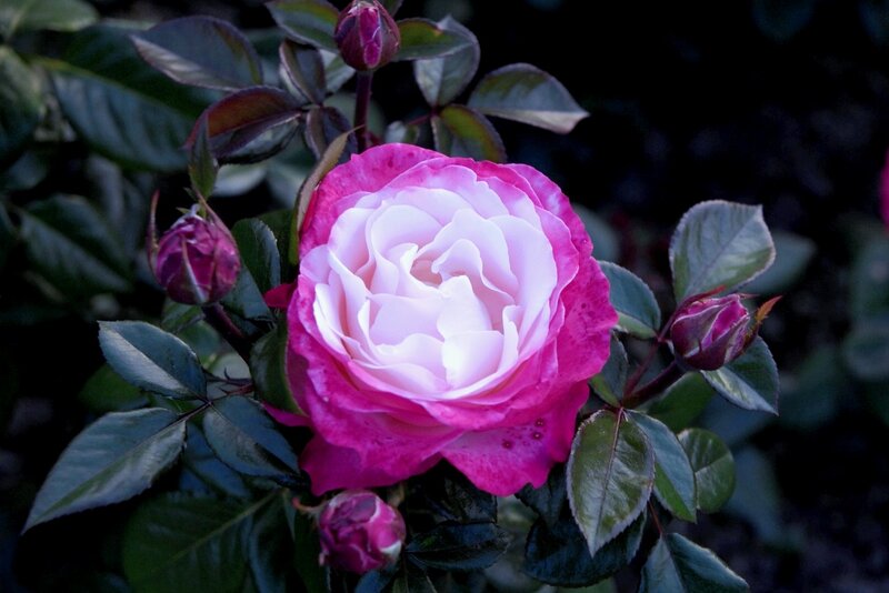 Pink and White Rose — Serene, Night