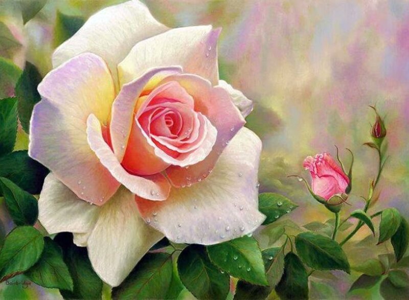 Pink and White Rose — Serene, Painting