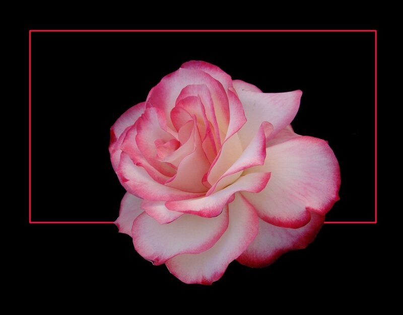 Pink and White Rose — Serene, Photograph, Black Background
