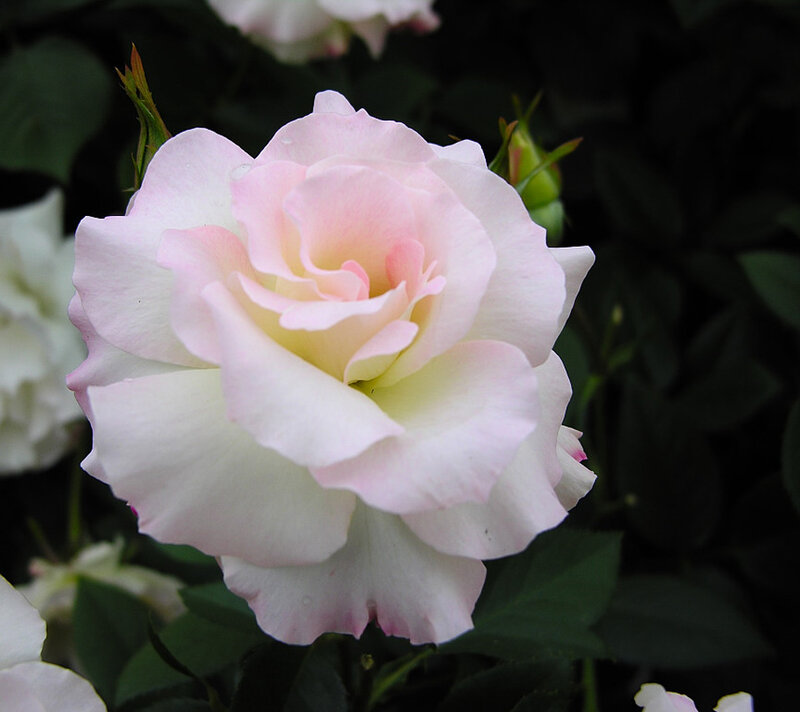 Pink and White Rose — Serene, Photograph, Bloom