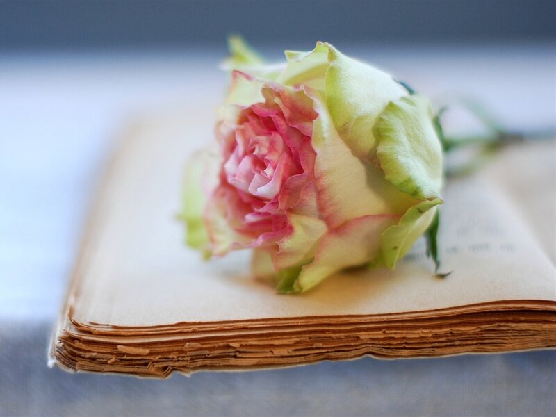 Pink and White Rose — Serene, Photograph, Book