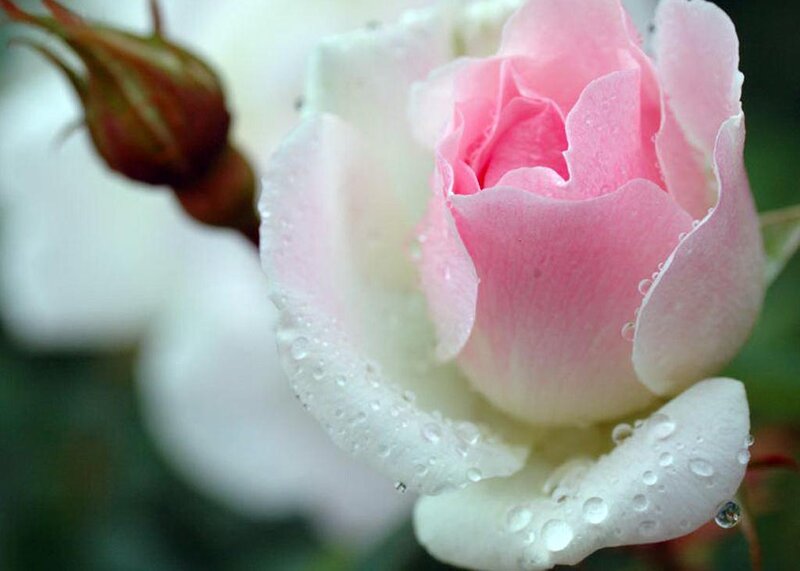 Pink and White Rose — Serene, Photograph, Bud, Water Droplets