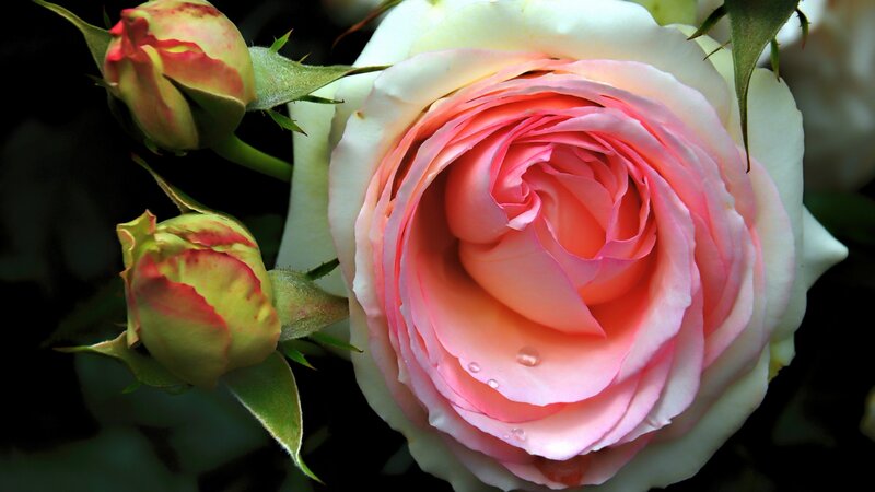 Pink and White Rose — Serene, Photograph, Buds, Water Droplets
