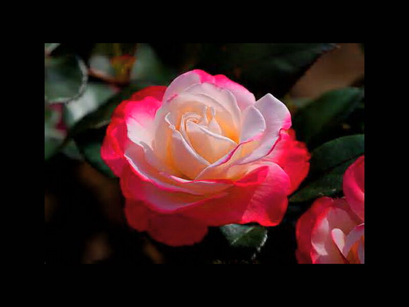 Pink and White Rose — Serene, Photograph, Flower, Leaves