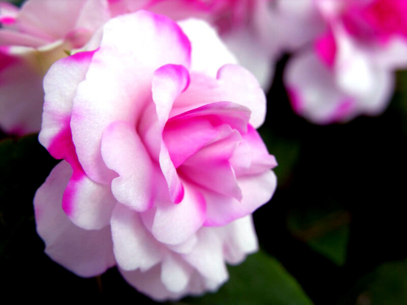 Pink and White Rose — Serene, Photograph, Flower, Petals