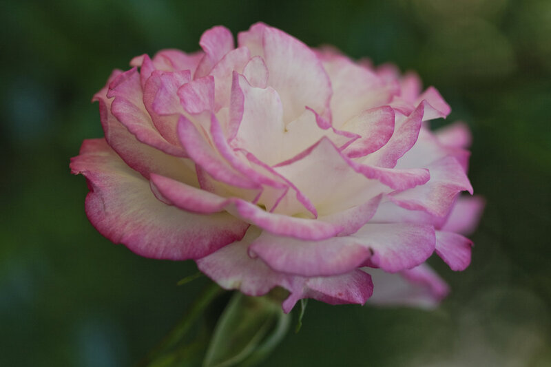 Pink and White Rose — Serene, Photograph, Flower
