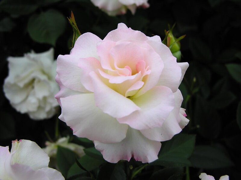 Pink and White Rose — Serene, Photograph, Green Leaves, Buds