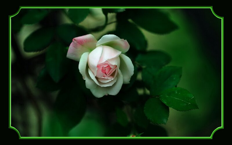 Pink and White Rose — Serene, Photograph, Green Leaves, Flower
