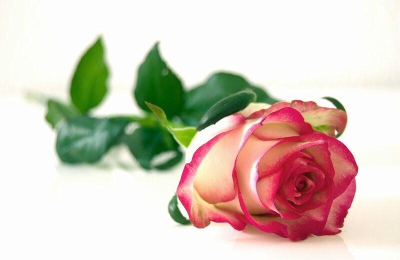 Pink and White Rose — Serene, Photograph, Green Leaves