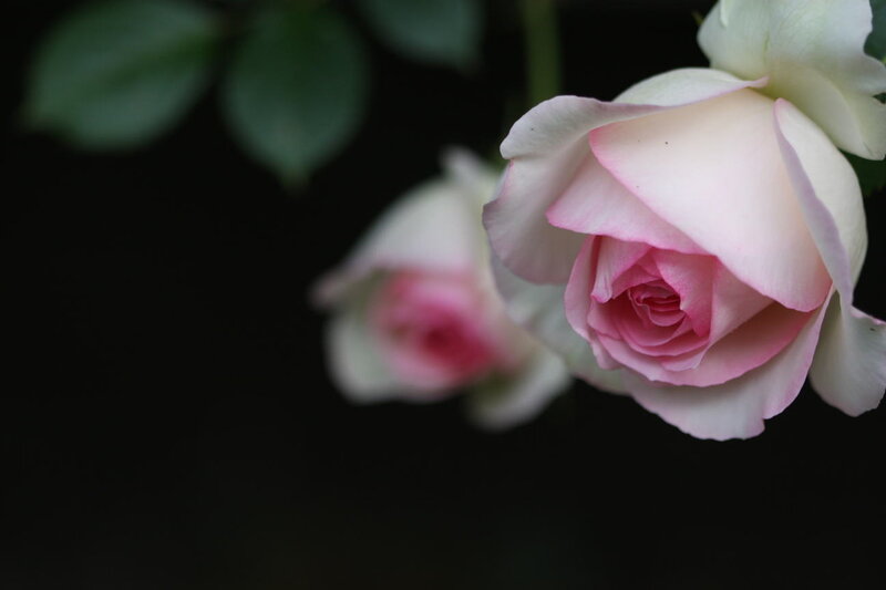 Pink and White Rose — Serene, Photograph, Leaf