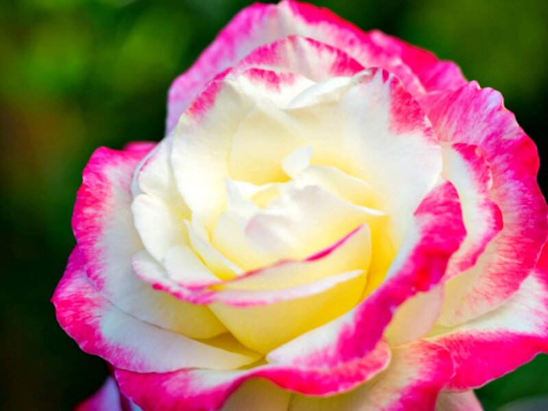 Pink and White Rose — Serene, Photograph, Petals, Green Background