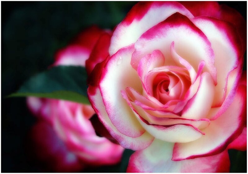 Pink and White Rose — Serene, Photograph, Petals, Leaf