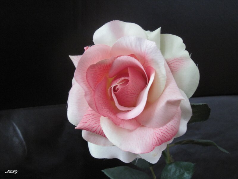 Pink and White Rose — Serene, Photograph, Petals, Leaves