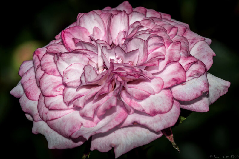 Pink and White Rose — Serene, Photograph, Petals, Stem