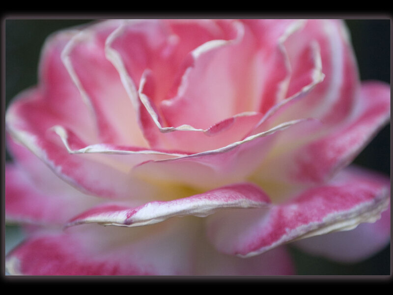 Pink and White Rose — Serene, Photograph, Petals
