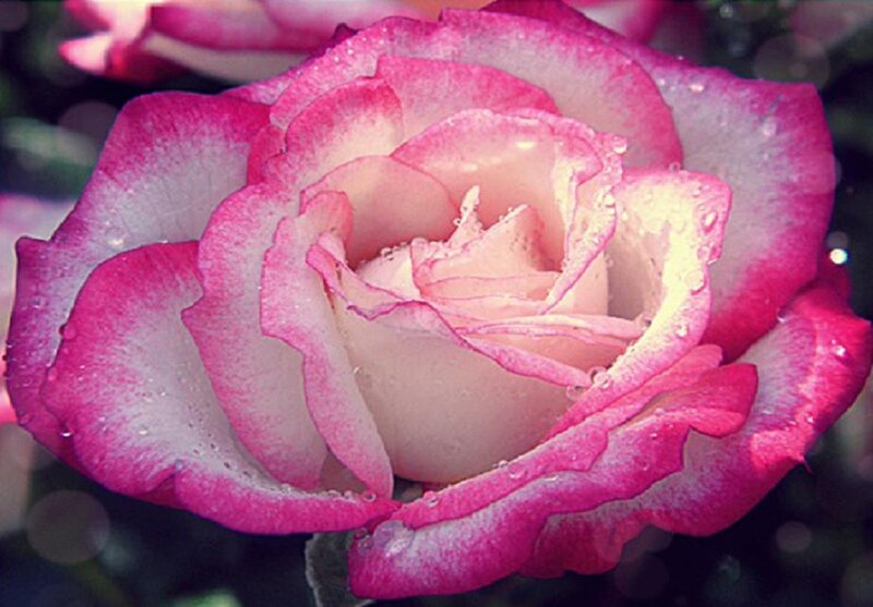 Pink and White Rose — Serene, Photograph, Petals, Water Droplets