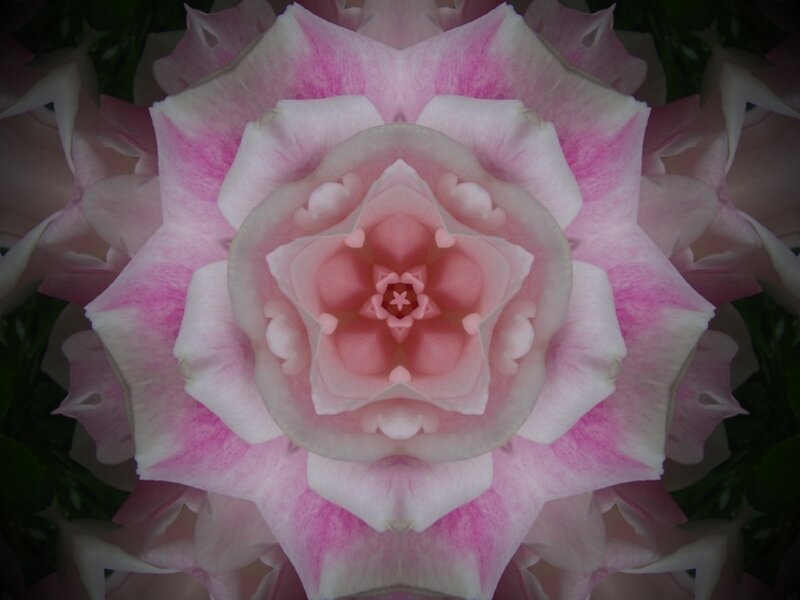 Pink and White Rose — Serene, Photograph