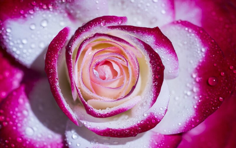 Pink and White Rose — Serene, Photograph, Water Droplets, Petals