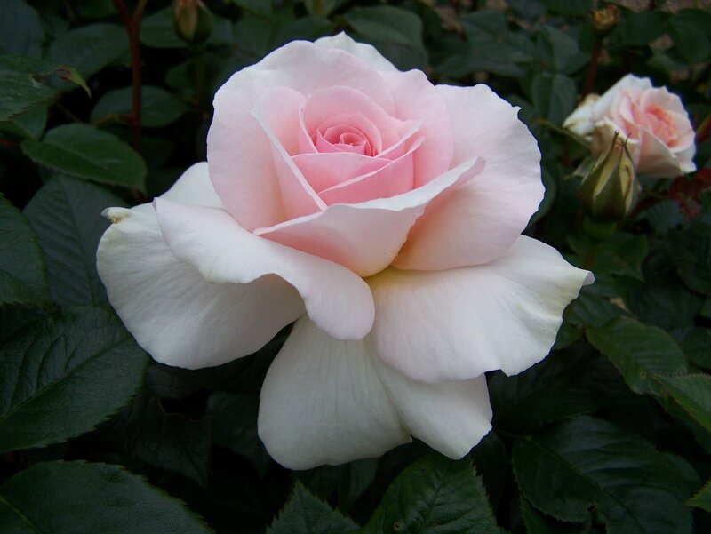 Pink and White Rose — Serene, Spring, Photograph, Bloom