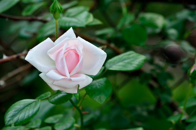 Pink and White Rose — Serene, Spring, Photograph, Bud