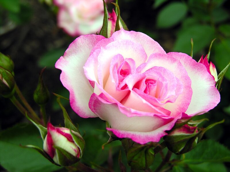 Pink and White Rose — Serene, Spring, Photograph, Buds