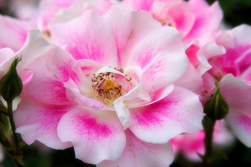 Pink and White Rose — Serene, Spring, Photograph