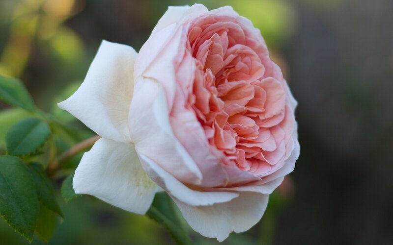 Pink and White Rose — Serene