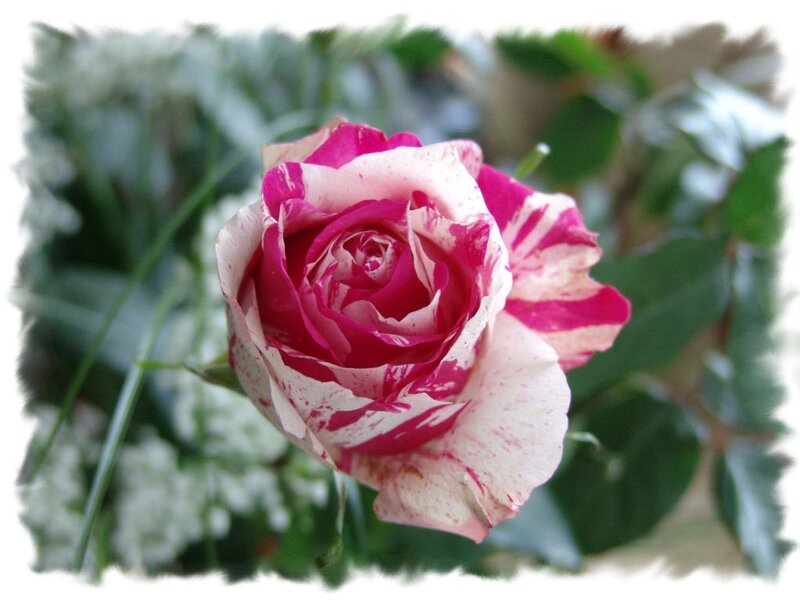 pink and white rose