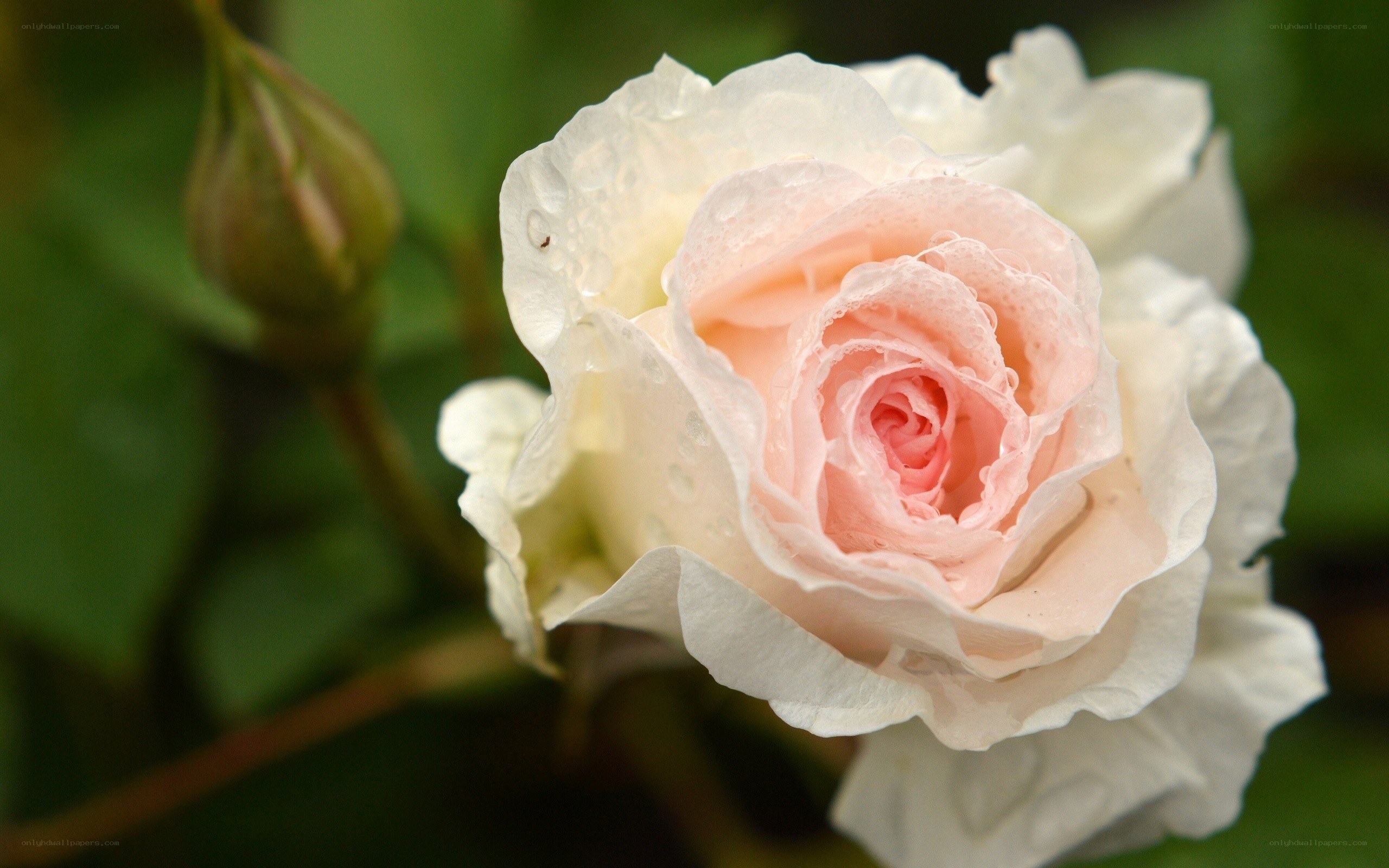 Pink and white rose with dew