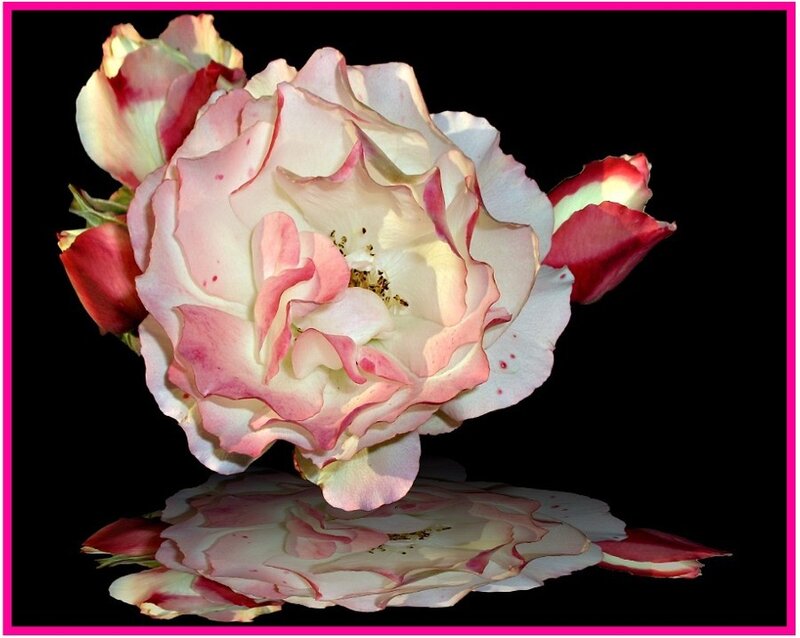Pink and white rose with reflection