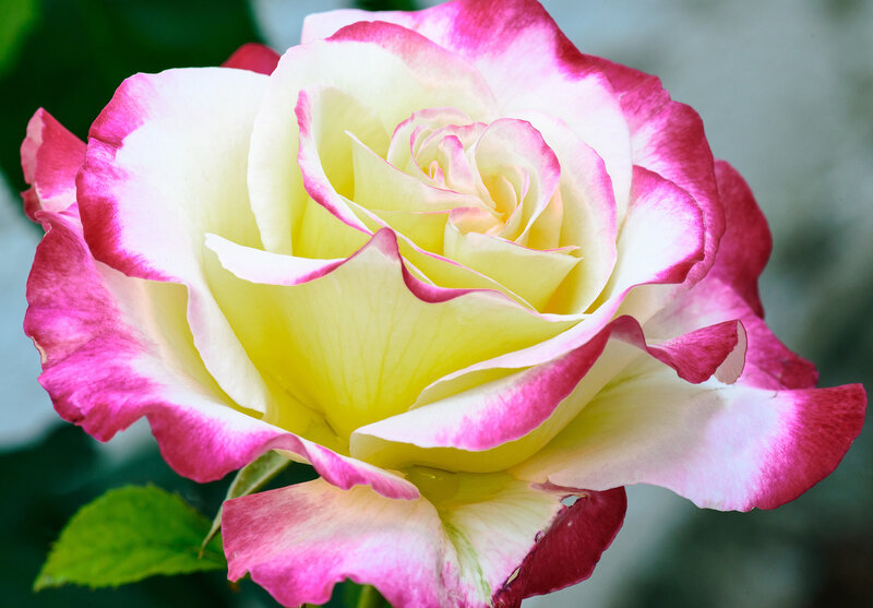 Pink and White Rose — Yellow