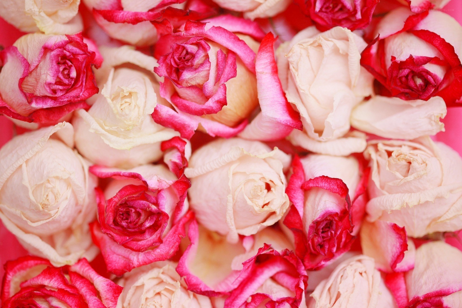 pink and white roses