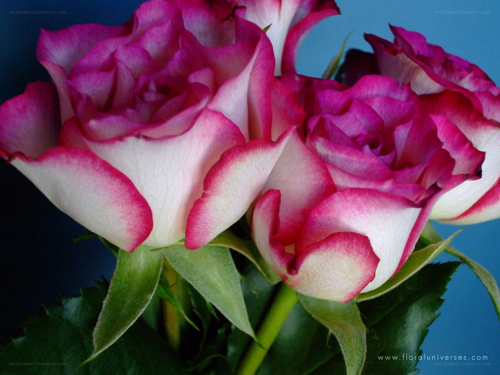 Pink and white roses