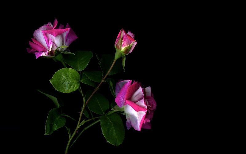 Pink and White Roses — Black