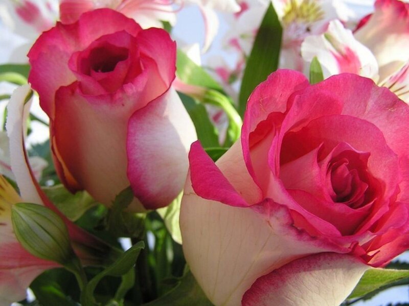 Pink and White Roses — Calm, Afternoon, Photograph, Flowers, Leaves