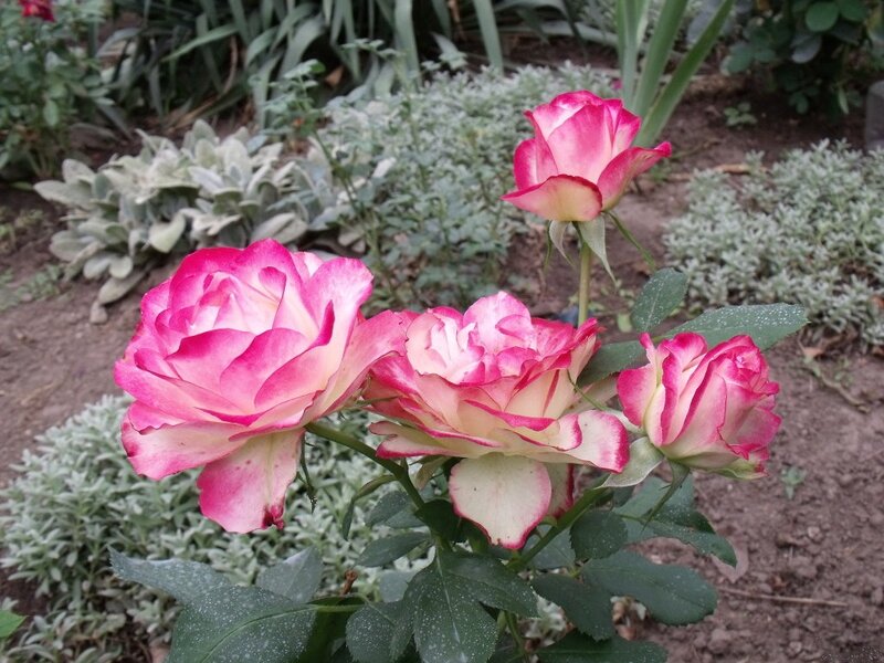 Pink and White Roses — Calm, Afternoon, Photograph, Flowers