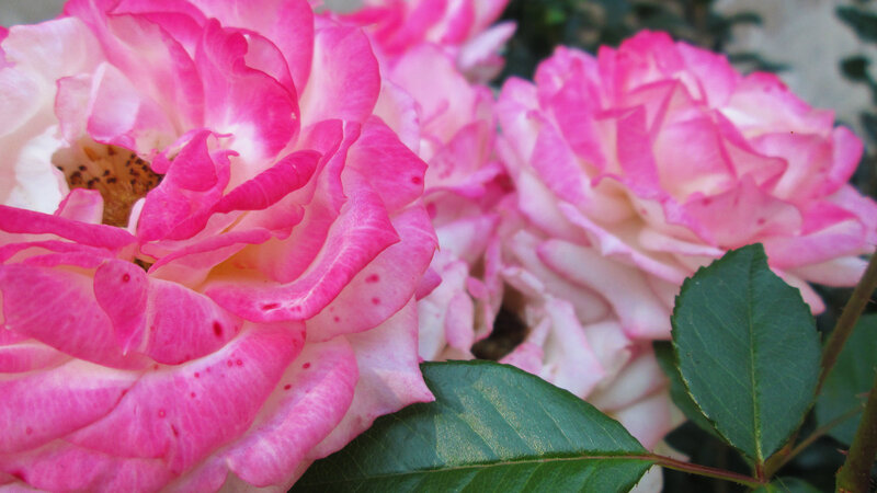 Pink and White Roses — Calm, Afternoon, Photograph, Leaves
