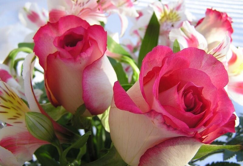 Pink and White Roses — Calm, Afternoon